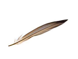 a brown feather with black lines