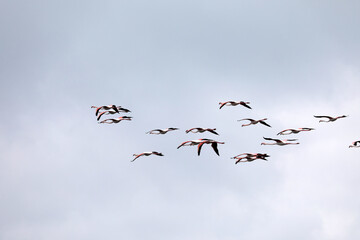 Flamingos in the Camargue