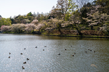 三ツ池公園の桜と水鳥