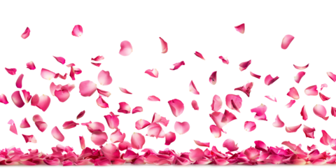 Photo of vibrant pink rose flowers petals falling on white or transparent background, png file. Petal rain, Wedding celebration, Valentines day card, romantic overlay