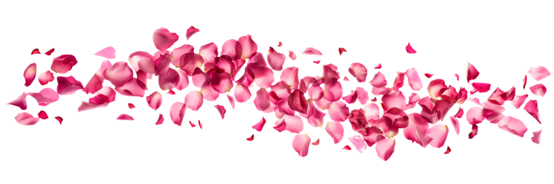 Photo of vibrant pink rose flowers petals flying on transparent panoramic background, png file. Wedding celebration, Valentines day card, romantic header, cosmetic web banner