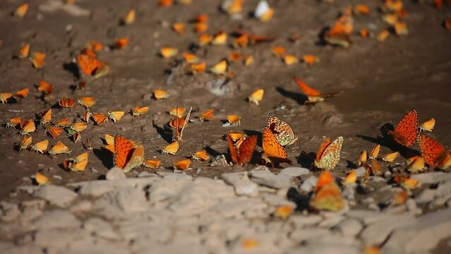 Many butterflies sit on the shore of a pond, drinking water. Orange butterflies in a large cluster.