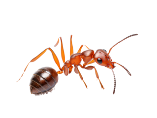 a close up of an ant