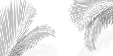 White room and blurred and gradient background of palm leaves or coconut leaves. Natural pattern, gray shadow. Copy space 
