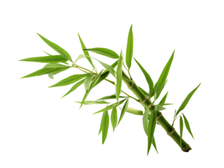 a bamboo stem with leaves