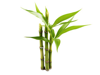 a group of bamboo stems with leaves