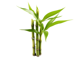 a group of bamboo stems with leaves