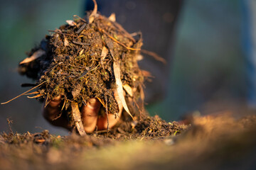 scientist researcher studying soil and forest health effects from climate change. university student research on bush soil structure and biology diversity. holding a soil sample in hand taking photos