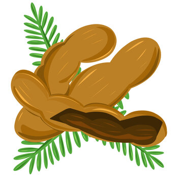 Vector art illustration of sour fruit from Java called tamarind, hand drawn illustration of tamarind.