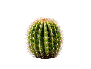 a cactus with thorns on it