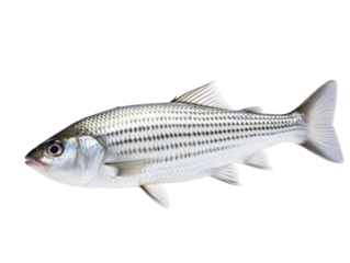 a silver fish with black stripes