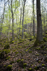 Mountain forest in spring