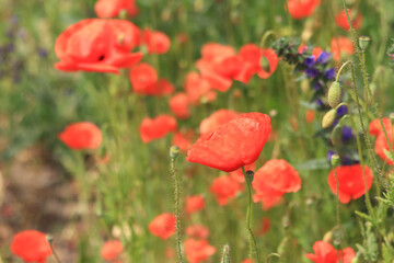 Papaver rhoeas. Glade with red poppies in the wind. Beautiful bright poppies on a sunny day. Field with flowers. Blooming red poppies on a blurred background