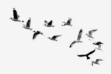 Fototapeta premium - Transparent background for easy integration into various projects., High-resolution (4K) PNG sticker featuring flying birds.