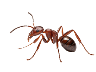 a close up of a red ant