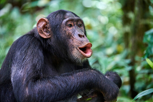Chimpanzee (Pan troglodytes schweinfurthii) male, vocalising, Kibale National Park, Uganda. 