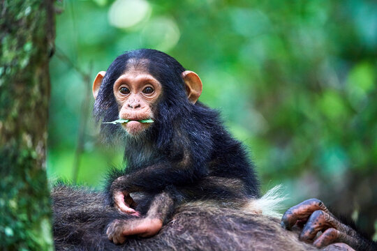 Chimpanzee (Pan troglodytes schweinfurthii) infant aged 6 months, sitting on its mother whilst feeding on a leaf, Kibale National Park, Uganda. 