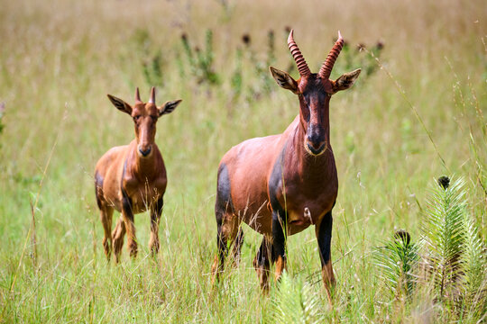 Topi (Damaliscus lunatus jimela) female with calf, standing in savanna, Akagera National Park, Rwanda. 