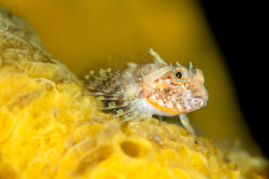 Scalyhead sculpin (Artedius harringtoni) resting on a Yellow encrusting sponge (Myxilla lacunosa), Browning Pass, Vancouver Island, British Columbia, Canada, Queen Charlotte Strait, Pacific Ocean. 