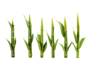 a group of bamboo stems