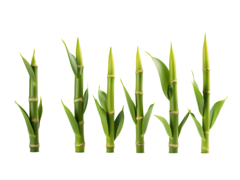 a group of bamboo stems