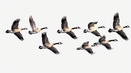 Fototapeta premium - High-resolution transparent PNG of flying geese., Sharp focus graphic ideal for design projects.
