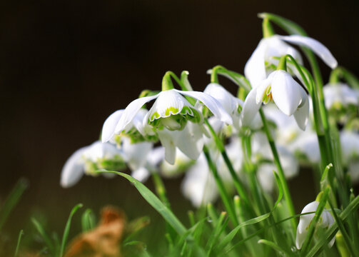 Fototapeta Snowdrops (Galanthus sp.) in flower on woodland floor, Blackdown hills, Somerset, UK. February. Cropped. 
