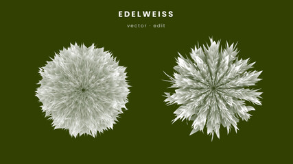 Vector background green wit edelweiss flower 0008