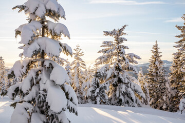 Snow covered trees in late afternoon light on Amabilis Mountain, Okanogan Wenatchee National Forest, Washington, USA. February. 