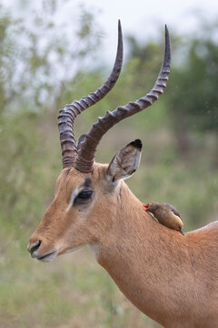 Red billed oxpecker (Buphagus erythrorhynchus) feeding on parasites on Impala (Aepyceros melampus), Kruger National Park, South Africa. 