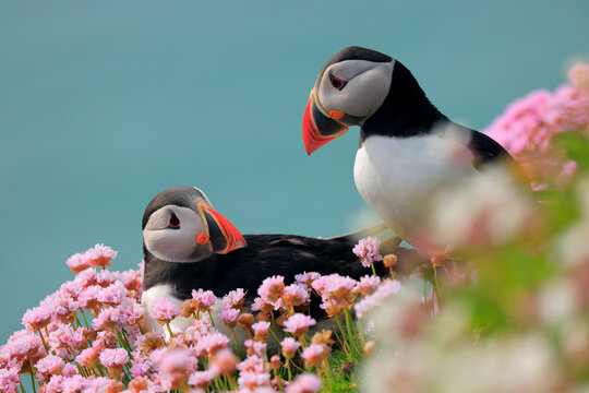 Puffins (Fratercula arctica) pair, resting on cliffside among flowering Sea thrift (Armeria maritima), Great Saltee Island, County Wexford, Republic of Ireland. May. 