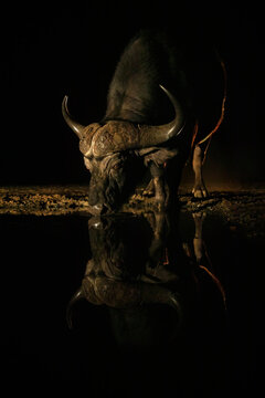 Cape buffalo (Syncerus caffer) drinking at waterhole at night, Zimanga Game Reserve, KwaZulu-Natal, South Africa. 