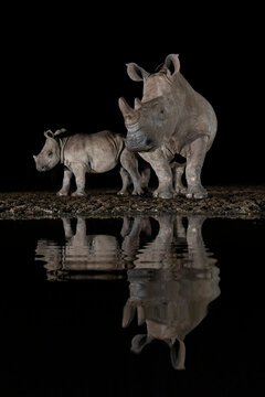 White rhinoceros (Ceratotherium simum) cow with calf at waterhole at night, Zimanga Game Reserve, KwaZulu-Natal, South Africa. 