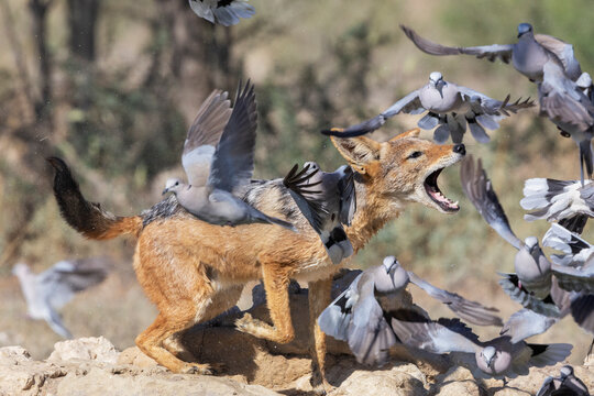 Black-backed jackal (Lupulella mesomelas) hunting Cape turtle doves (Streptopelia capicola), Kgalagadi Transfrontier Park, Northern Cape, South Africa. 
