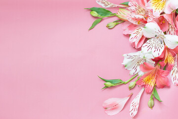 alstroemeria flowers on pink background