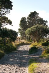 path in the park to the beach