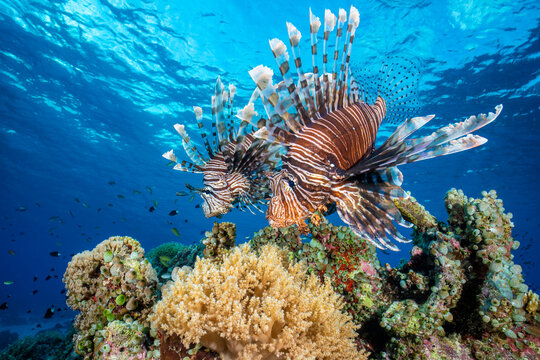Lionfish (Pterois volitans) pair patrolling a coral reef at sunset, Tubbataha Atolls, Palawan, Philippines, Sulu Sea.  - Powered by Adobe