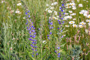 Naklejka premium Close-up of varied flowering wild plants in springtime. The photo was taken on a Dutch roadside.