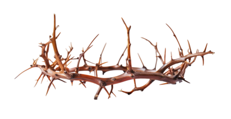 crown made of thorns, transparent background