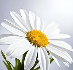 Fototapeta premium daisy isolated on white background, white, plant, chamomile, spring, isolated, summer, yellow, macro, camomile, blossom, bloom