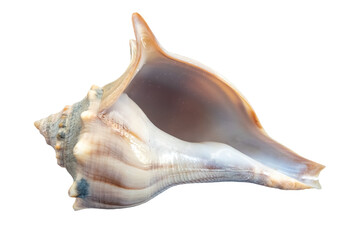 seashell, isolated image on transparent background
