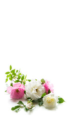 wooden light background with white and pink roses