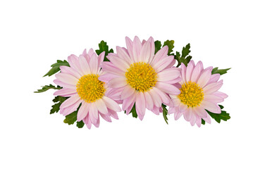 Aster flowers and leaves in a line floral arrangement isolated on white or transparent background