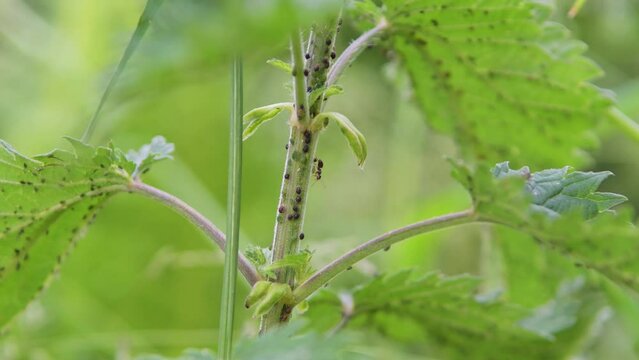 aphid and ants on nettle leaves and stems, greenfly and blackfly