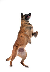 malinois in studio