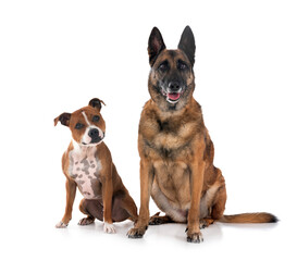 staffordshire bull terrier and malinois