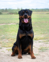 rottweiler in nature