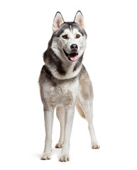 Standing alaskan malamute on white background