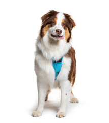 Fototapeta premium Smiling australian shepherd wearing blue harness