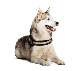 Smiling siberian husky sitting on white background
